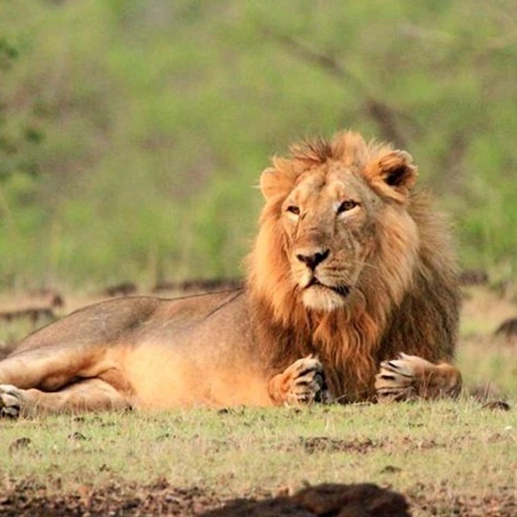 A majestic lion resting on grass in the wild.