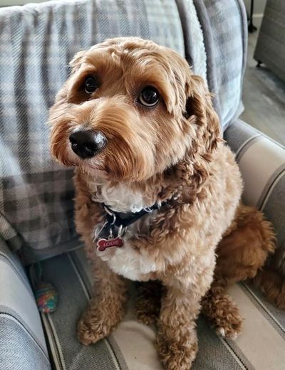 Sad eyed pup, waiting for a walk