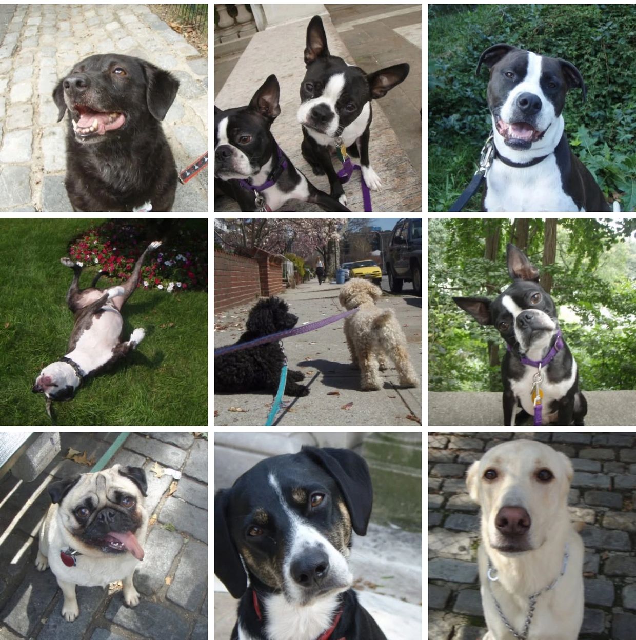 What Makes your dog tick β°?
How does your dog learn ?