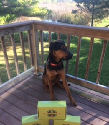 A dog sitting on a wooden deck with boxes in front.