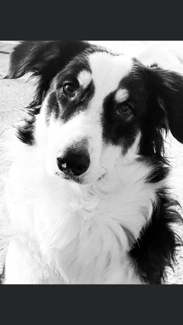 Close-up black and white portrait of a Border Collie dog with soulful eyes.