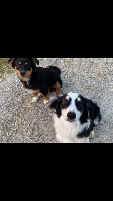 Two attentive dogs with black and white fur sitting on gravel.