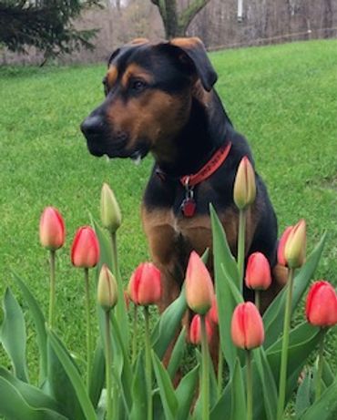 A dog sitting behind blooming tulips in a garden.