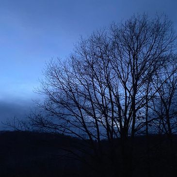 Silhouetted leafless trees against a twilight sky.