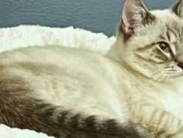 A light-colored cat resting in a cozy pet bed against a blue wall.