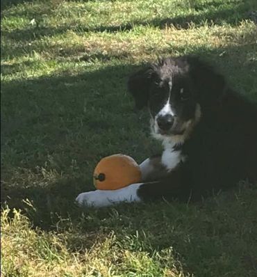 Black and white dog lying on grass with an orange ball.
