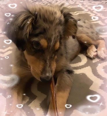 A playful puppy chewing on a stick with heart-shaped sparkles around.