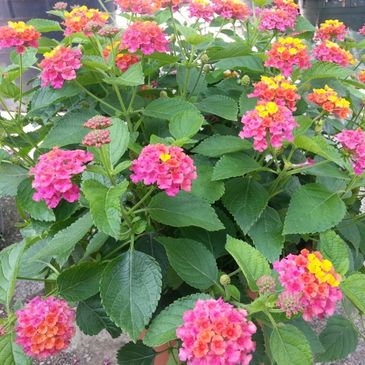 lantana nursery plants flowers trees shrubs soil mulch fertilizer landscaping color blooms butterfly