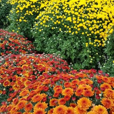 mums nursery plants flowers trees shrubs soil mulch fertilizer landscaping color blooms perennials