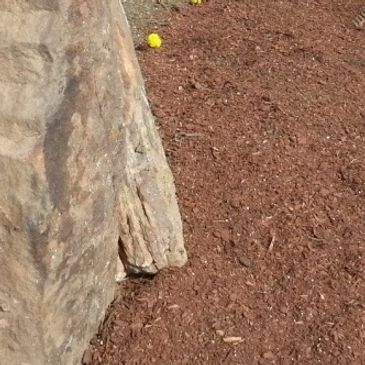 nursery plants flowers trees shrubs soil mulch fertilizer landscaping color blooms landscaping