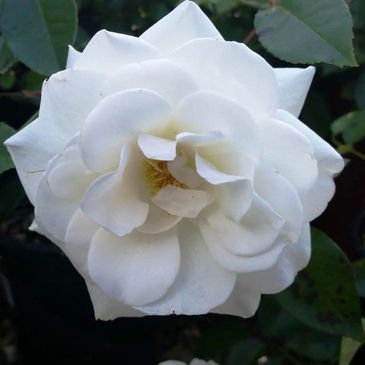 rose nursery plants flowers trees shrubs soil mulch fertilizer landscaping color blooms Knockout