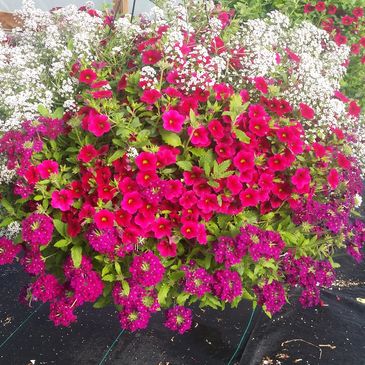 Proven Winners nursery plants flowers trees shrubs soil mulch fertilizer landscaping color blooms