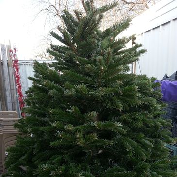 nursery plants flowers trees shrubs soil mulch fertilizer Whistle stop color blooms Christmas wreath