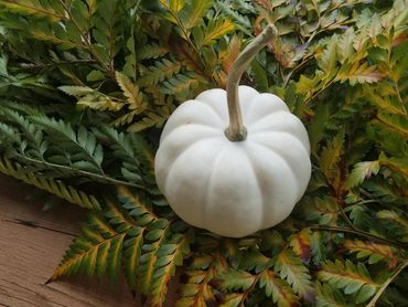 White pumpkin