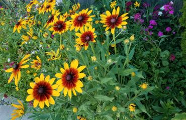 wildflowers, wildflower meadow, rudbeckia, sweet william, pollinator garden, flower photographer