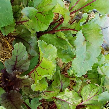 beets, beet greens, beet juice, backyard gardener, urban gardener, grow your own food, harvest