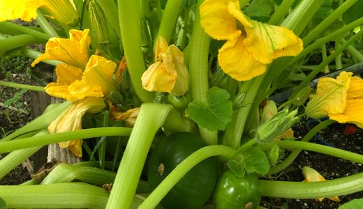Zapallitos en flor
