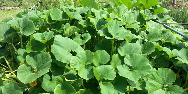 plantacion