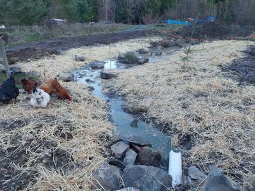 Water detention basin full of water with rocks and straw and chickens