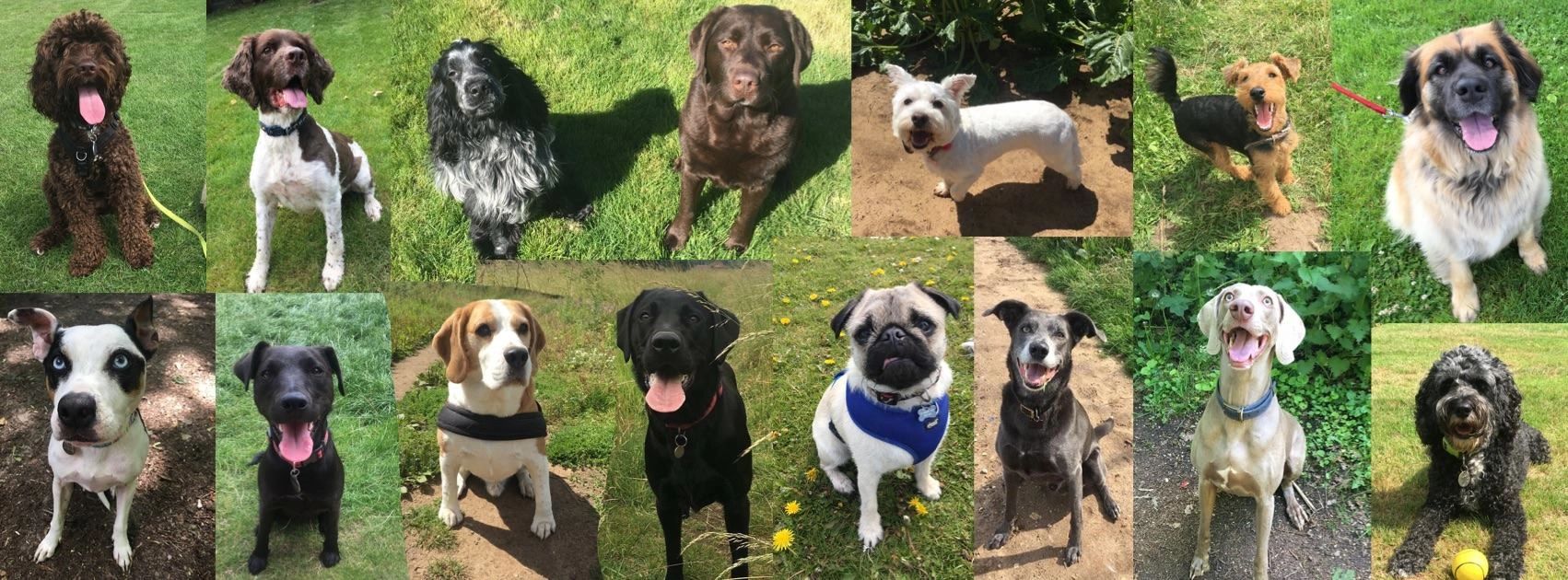 Good Dog Pet Care Services Home