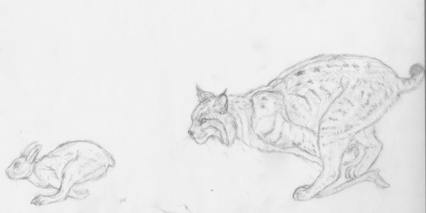 Bronze sculpture artist bronze bear sculpture bronze wildcats bird sculpture wildlife commission