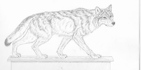 Bronze sculpture artist bronze bear sculpture bronze wildcats bird sculpture wildlife commission