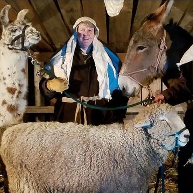 donkey, llama, sheep petting zoo