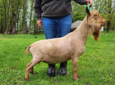 A person holding a brown goat by the ear in a grassy area.