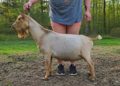 A person holding a trimmed goat on a leash in a natural outdoor setting.