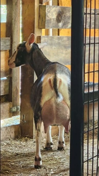 A goat inside a wooden pen with a full udder.