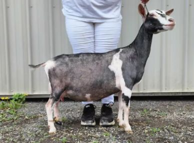 A black and white goat standing next to a person wearing white pants.