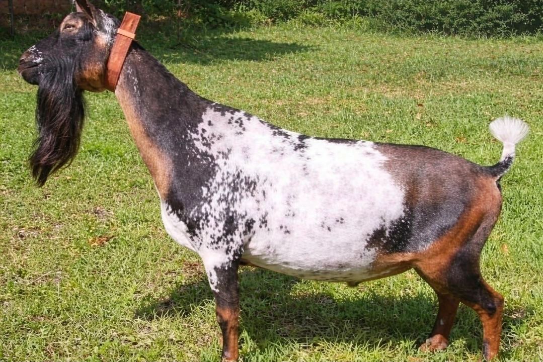 A black and white speckled goat with a long beard stands on grass.