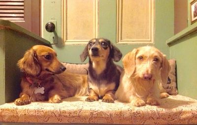 Long coat, smooth coat and wire coat dachshunds