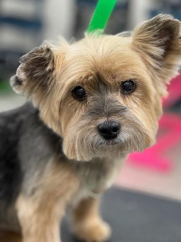 Mobile Groomer for a Yorkie