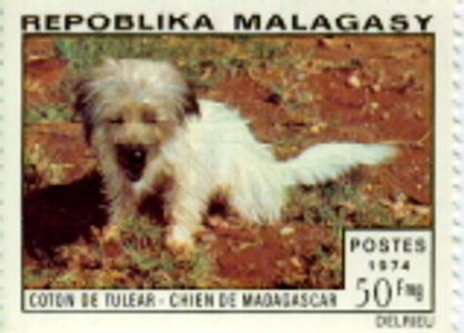 Coton De Tulear stamp of the original breed.