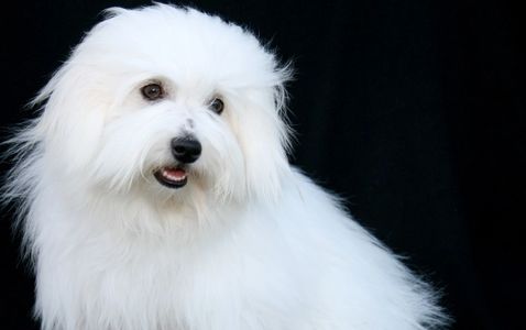 Coton De Tulear bred by Daydreaming Cotons