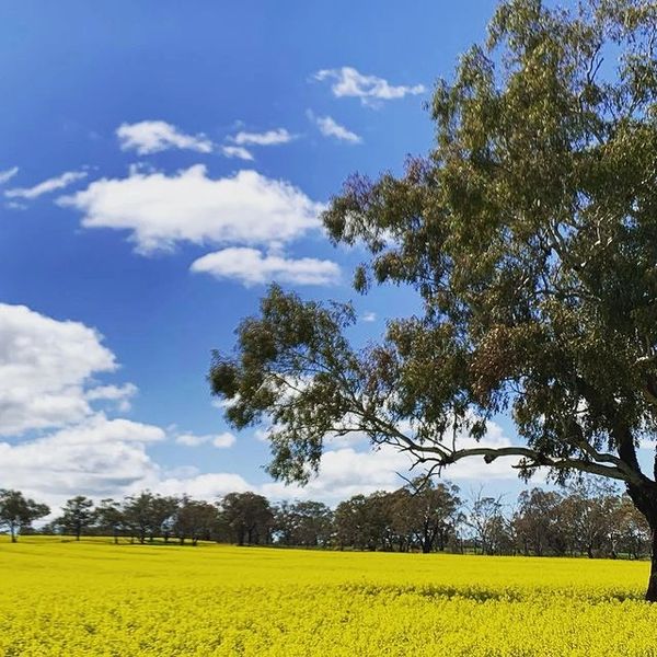 Temora, NSW
A beautiful sight in the Riverina are the canola fields in spring