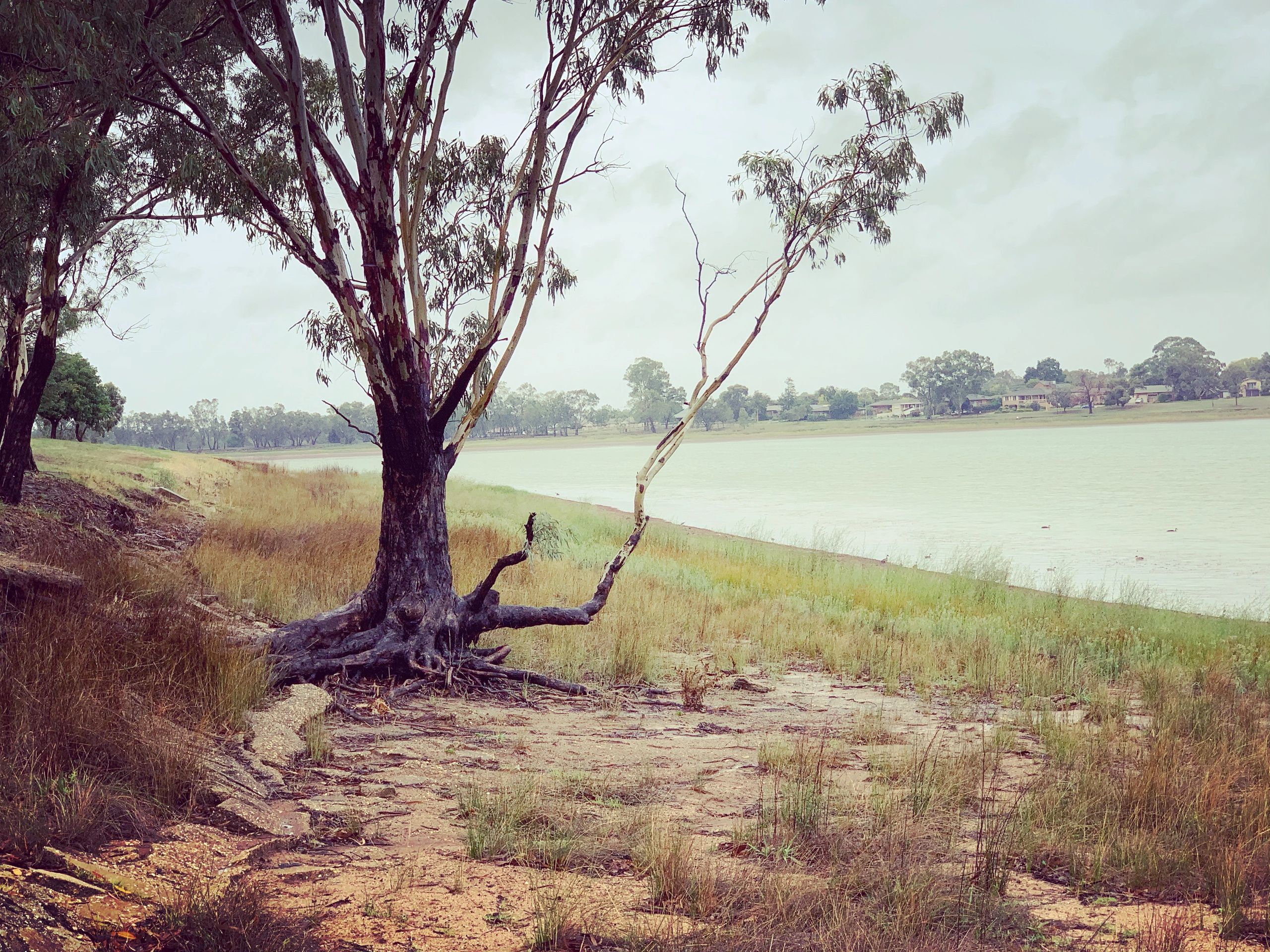 Lake Albert, Wagga Wagga.
When the water was very low, March 2020