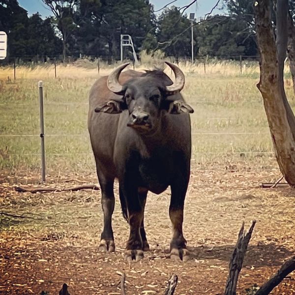 Old Junee, NSW
Water Buffalo