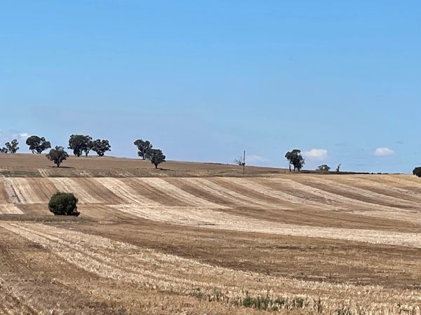 Sebastopol, NSW
South of Temora on Goldfields Way