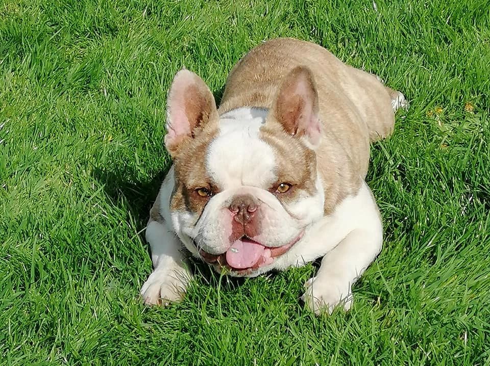 French Bulldogs Personality - French Bulldogs Planet ...