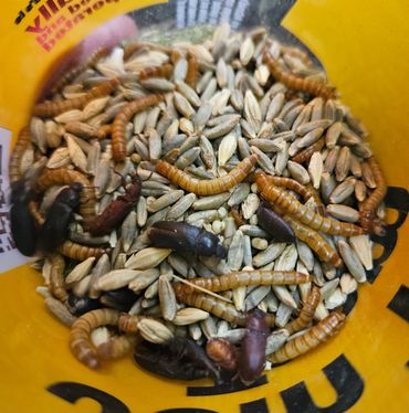 Chickie Granola Cup with mealworms, beetles and various grains