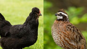 A chicken and a quail