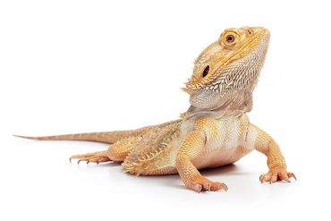 A bearded dragon looking up