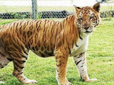 Big Cat Habitat is located in Sarasota, Florida 34232