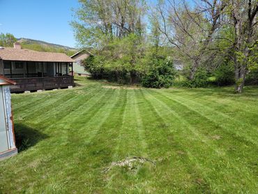 Another one of our lawns