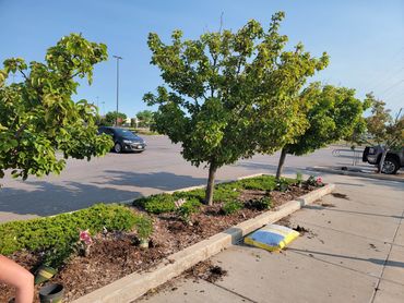 Commercial shrubbery and mulch
