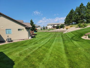Manicured green grass