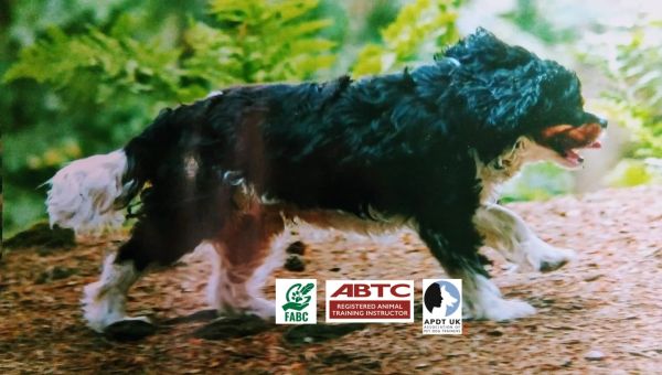 Black and white dog walking on a forest path with training logos below.