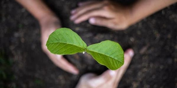 Hands surrounding a plant sprouting up from the ground.